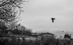 Komm großer schwarzer Vogel