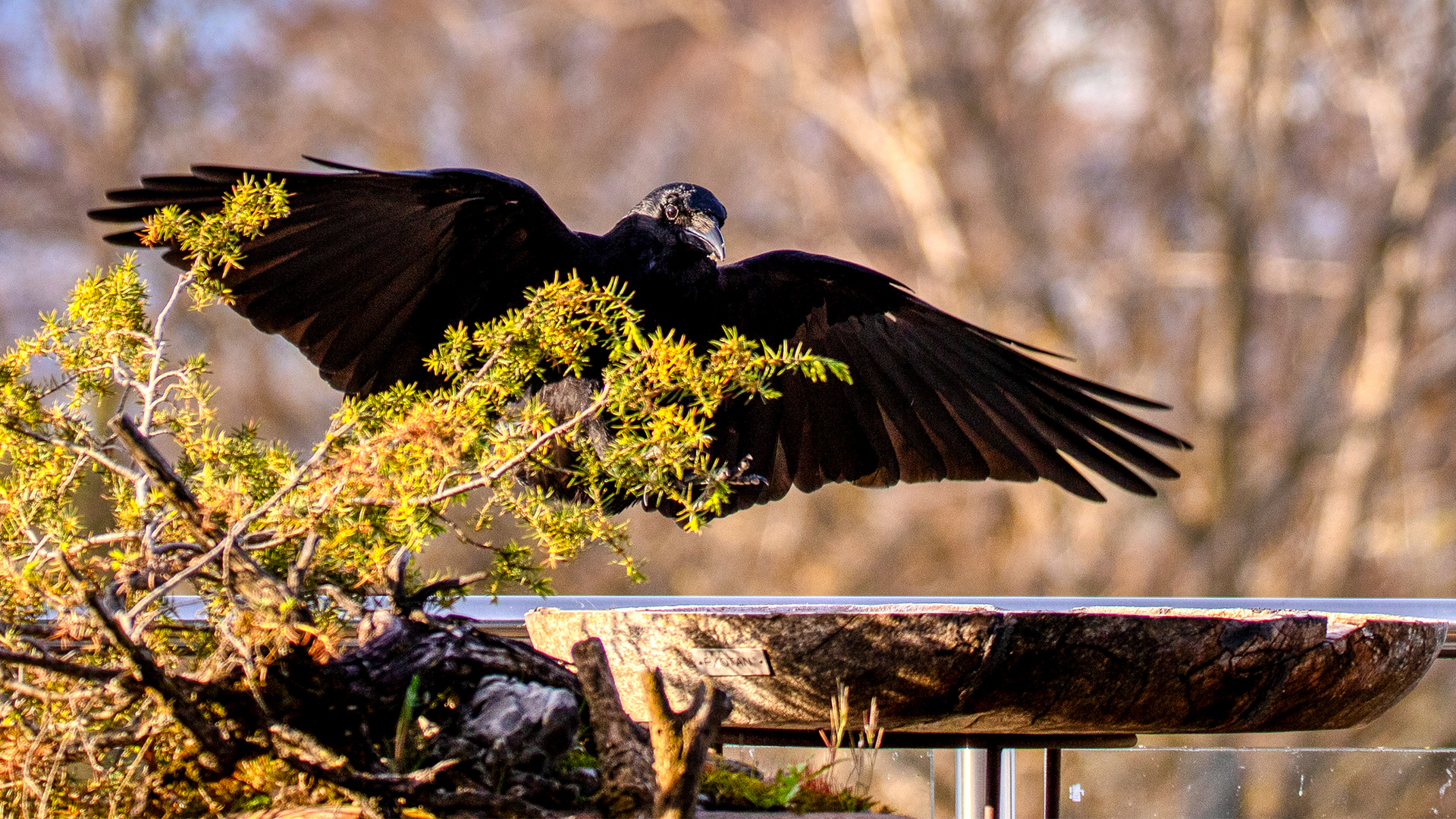 Komm, grosser, schwarzer Vogel .... (sang Ludwig Hirsch, vor langer Zeit)