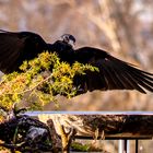 Komm, grosser, schwarzer Vogel .... (sang Ludwig Hirsch, vor langer Zeit)