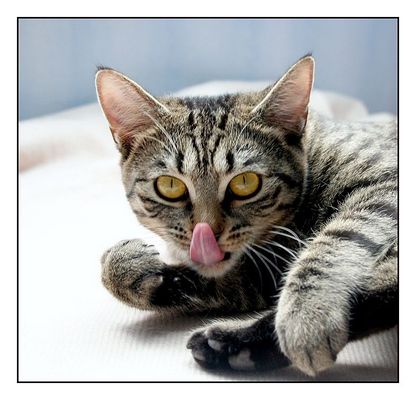 Komm her! Ich will dir fressen!!