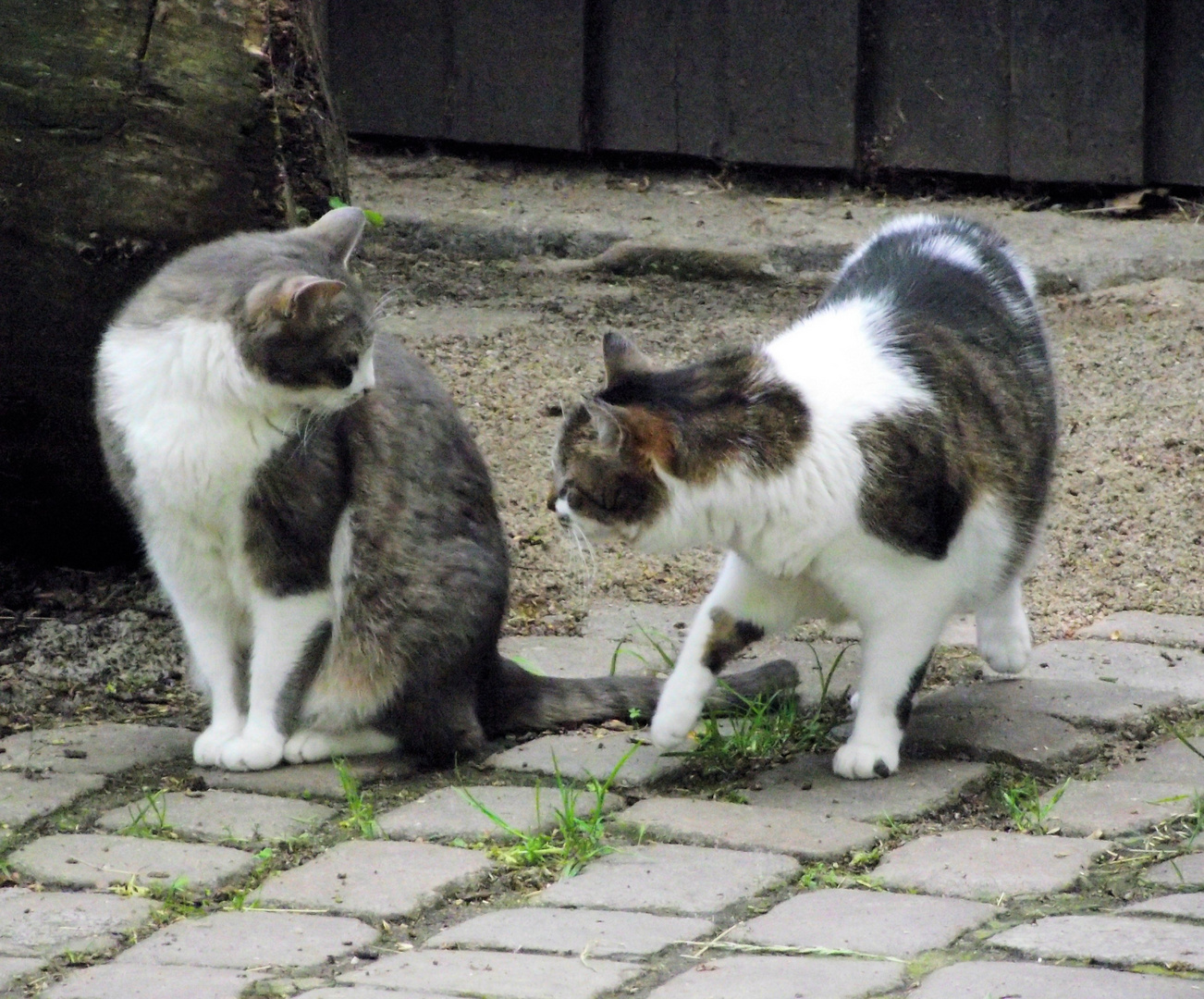 ,,Komm, ich geh mir die Wildkatzen angucken''