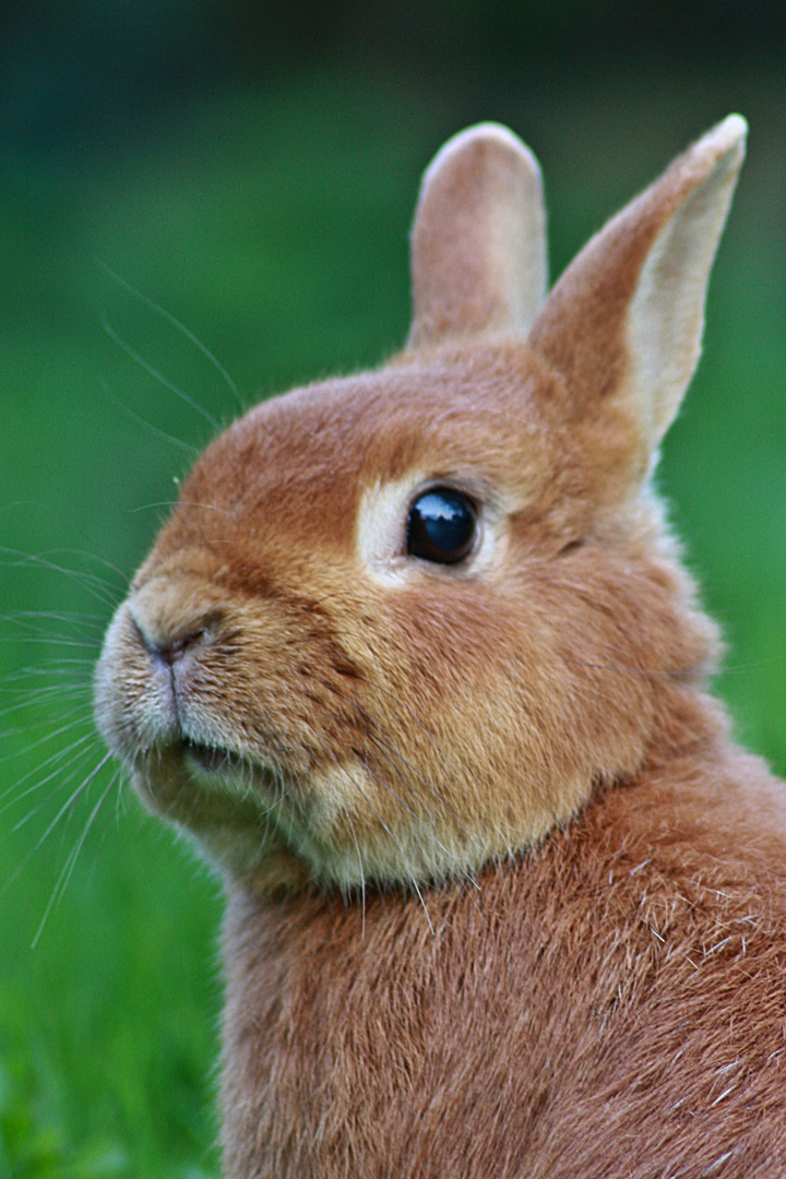 Komm Ich Zeig Dir Einen Richtigen Hasen Werbung Komm, ich zeig dir nen richtigen Hasen... Foto & Bild | tiere, natur