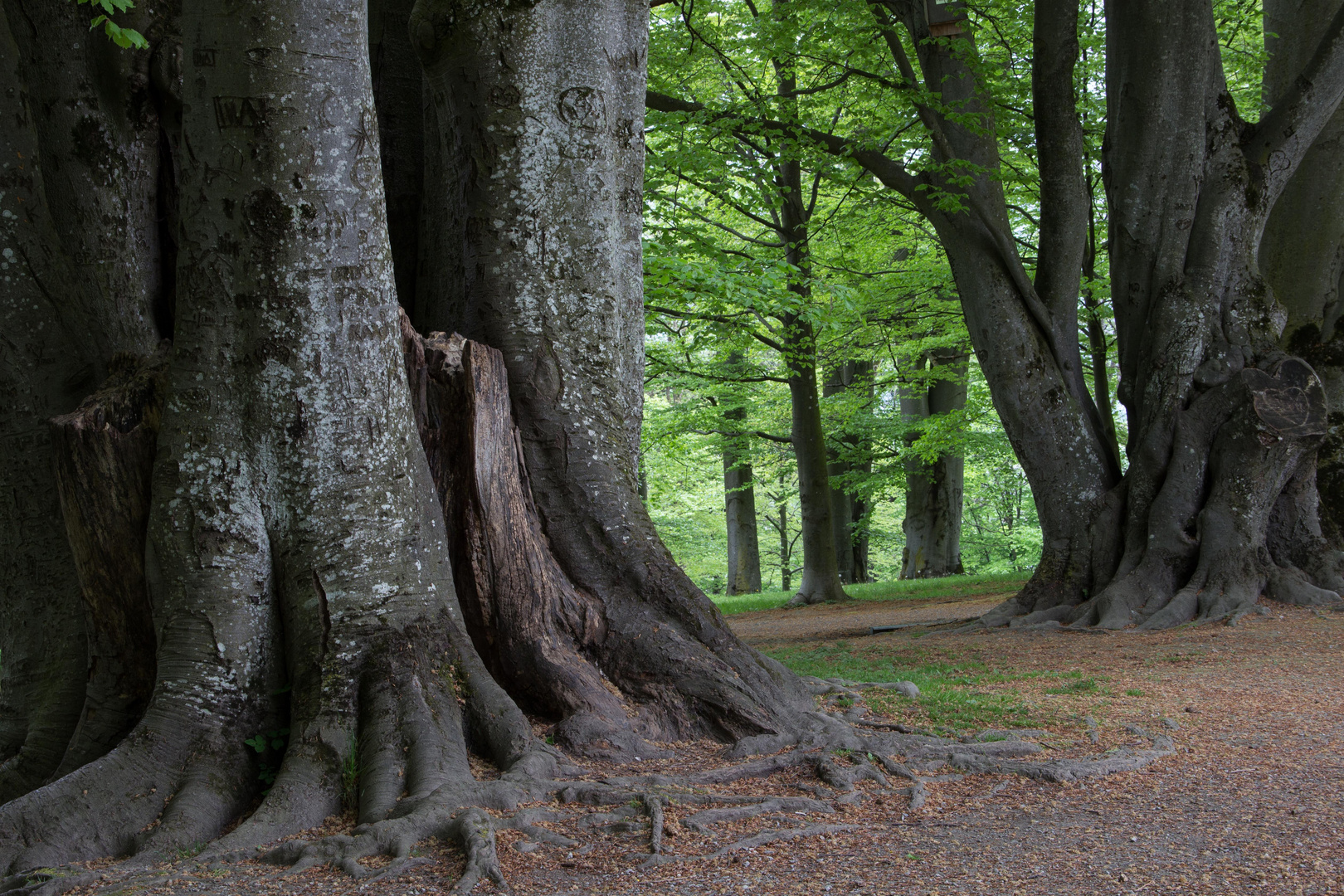 komm in den Park