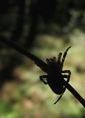 Komm in den Schatten!!