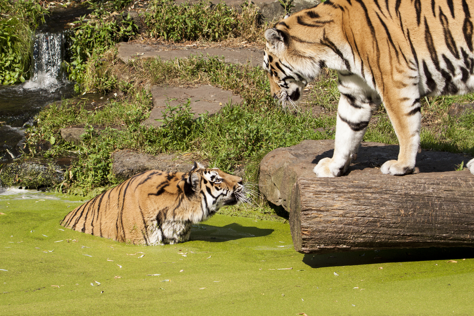 Komm ins Wasser..............