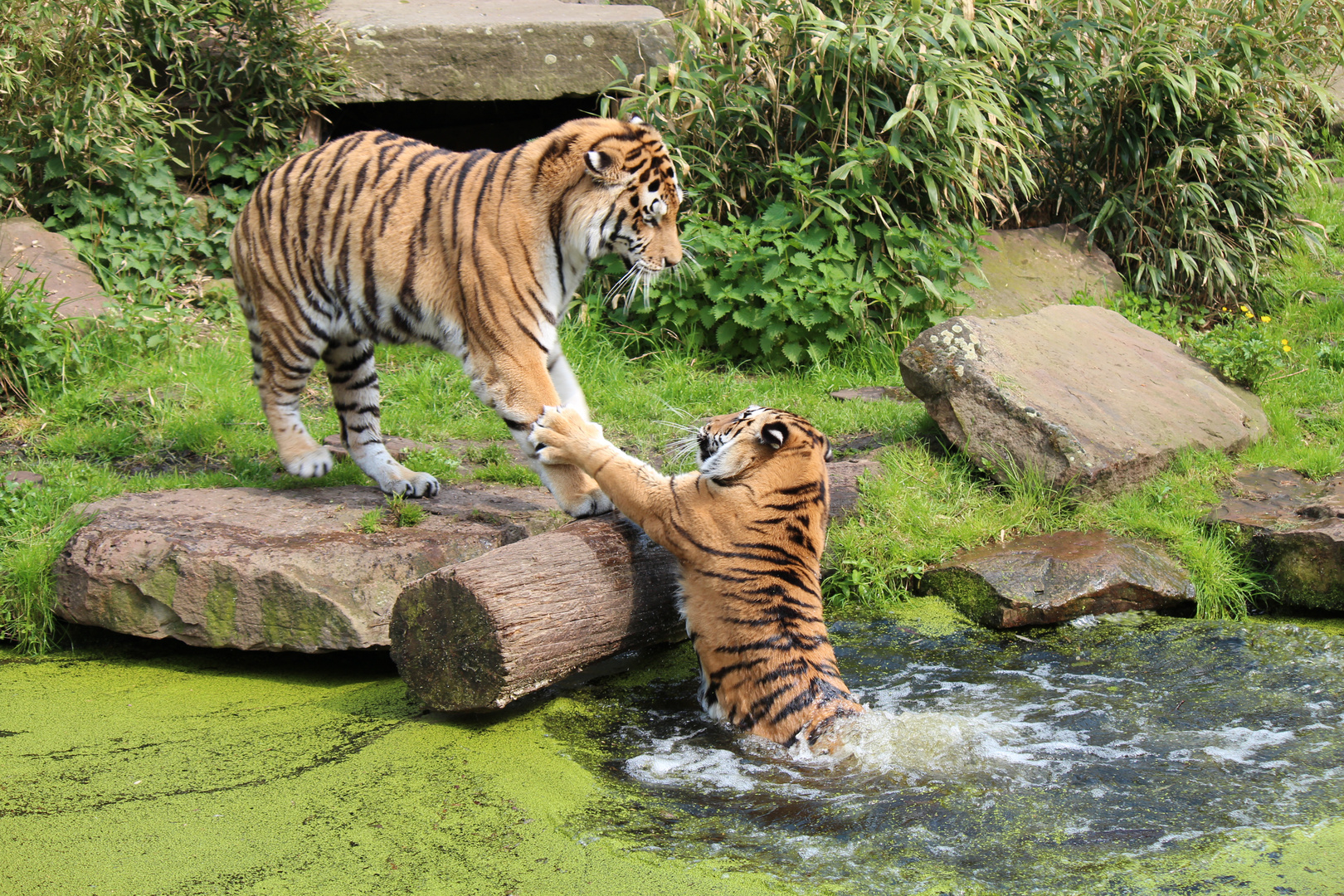 Komm` ins Wasser, Schatzi...