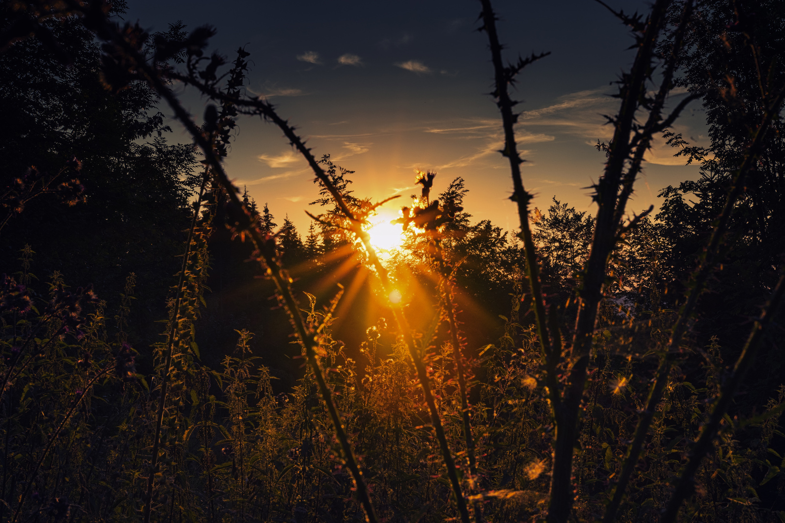 Komm kleines Bienchen, ich zeig dir den Sonnenuntergang