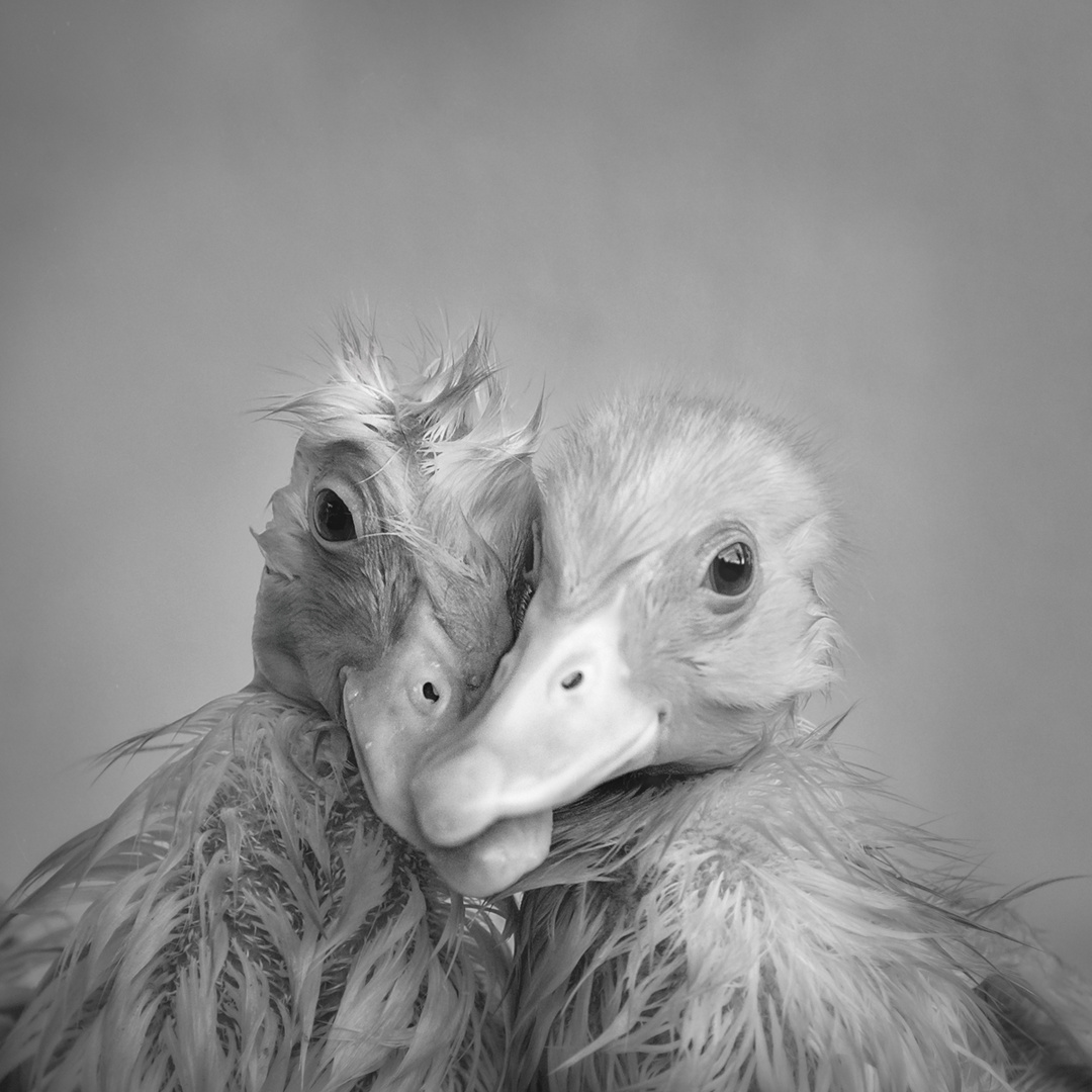 Komm Lass Es Liebe Sein Foto Bild Tiere Tierkinder Tiere Und So Bilder Auf Fotocommunity