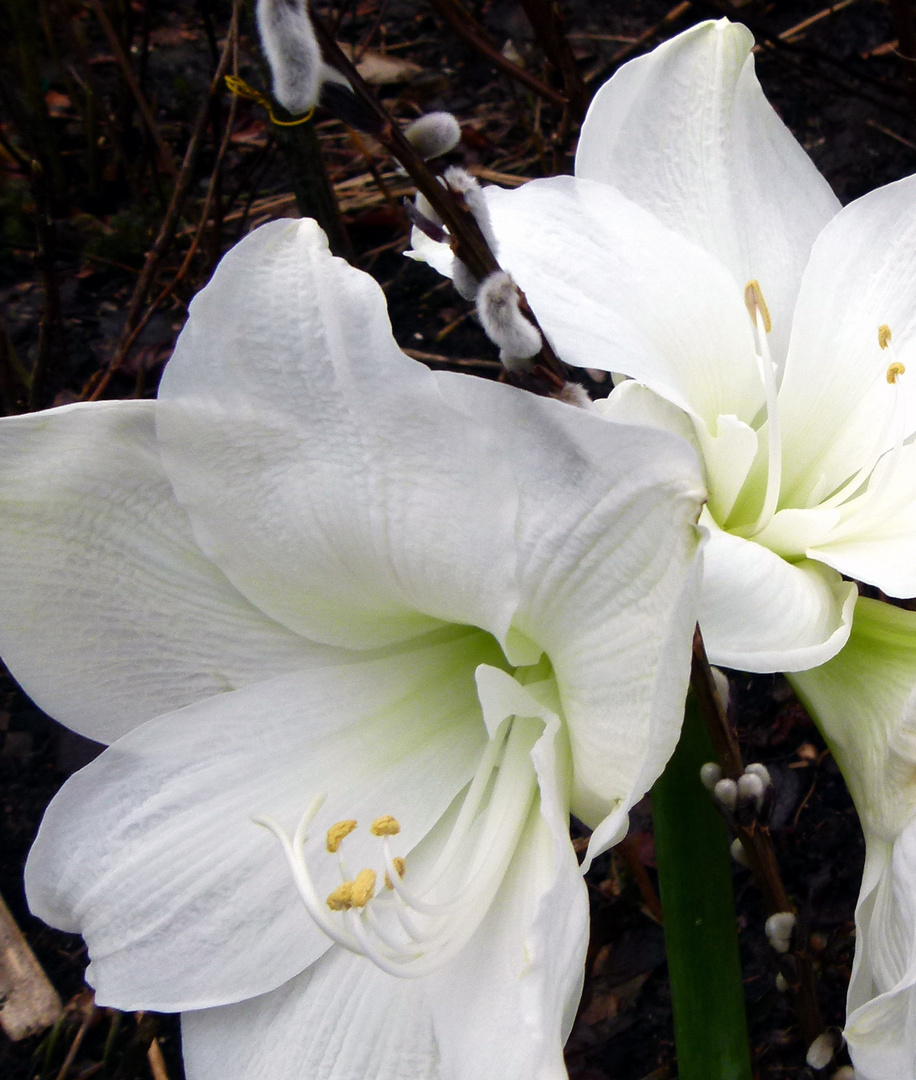 Komm lieber Frühling!