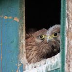 Komm mal ans Fenster!!