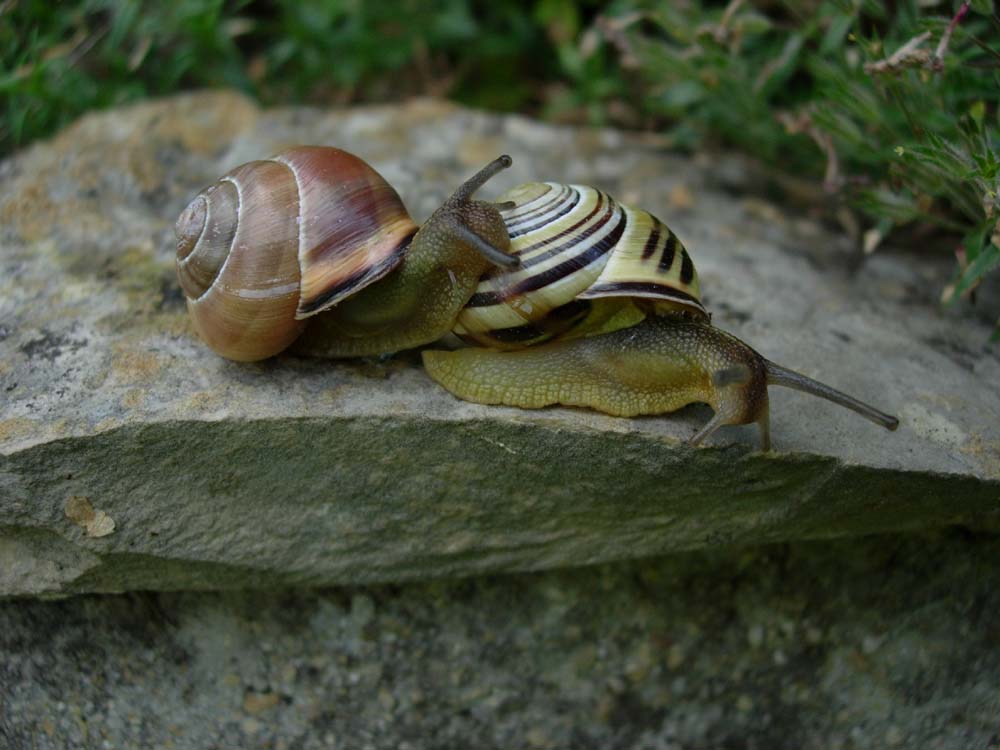 Komm meine kleine Schnecke...