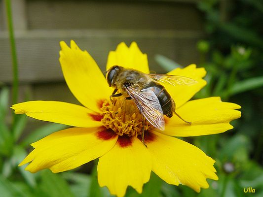 Komm mir nicht zu nah !