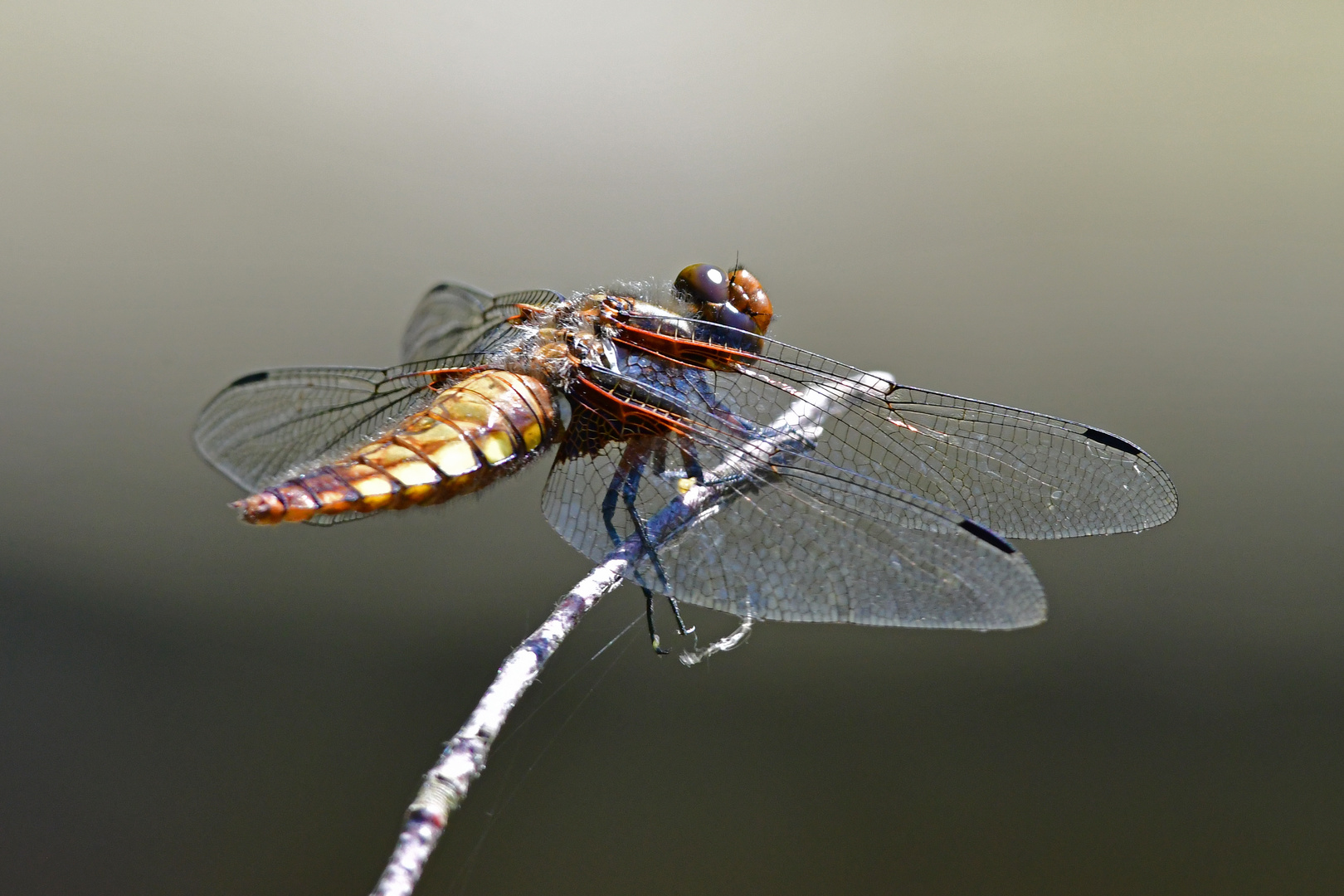 Komm mir nicht zu nahe! Plattbauch w (Libellula depressa)