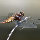 Komm mir nicht zu nahe! Plattbauch w (Libellula depressa)