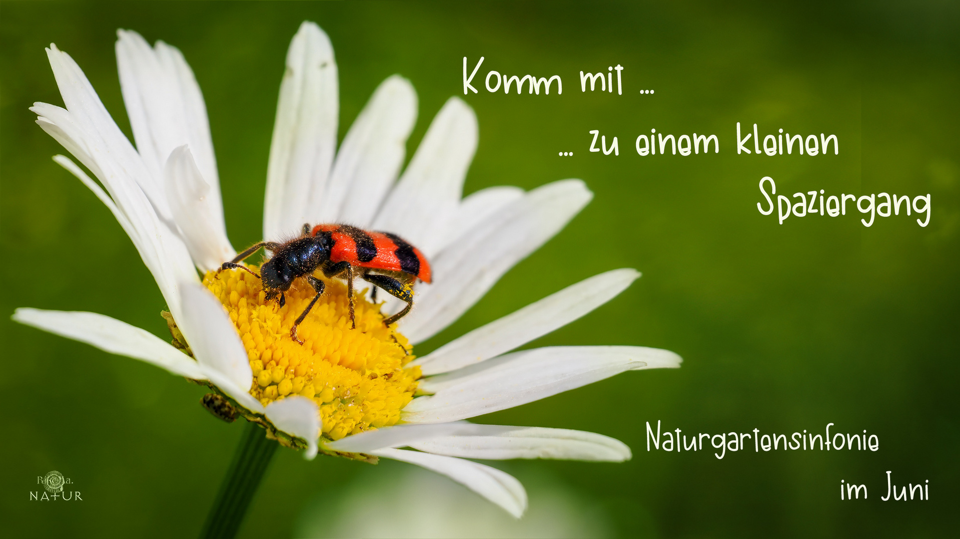 Komm mit ...