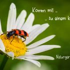 Komm mit ...