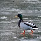 komm mit, da drüber ist noch offenes Wasser