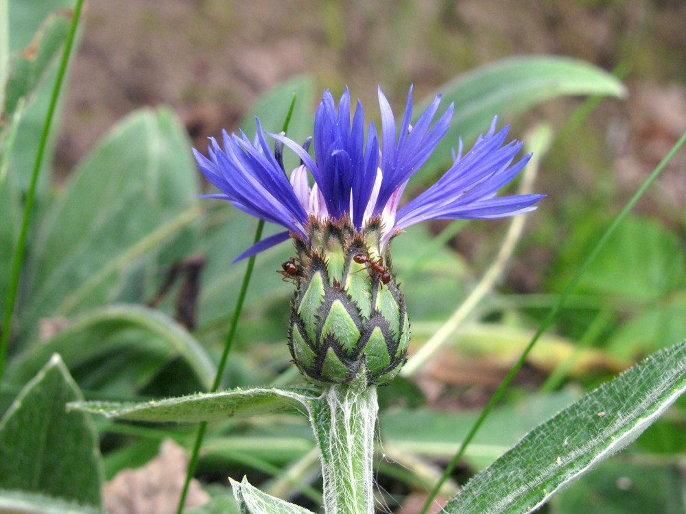 "komm mit - hier gibt`s kornblumenblau"