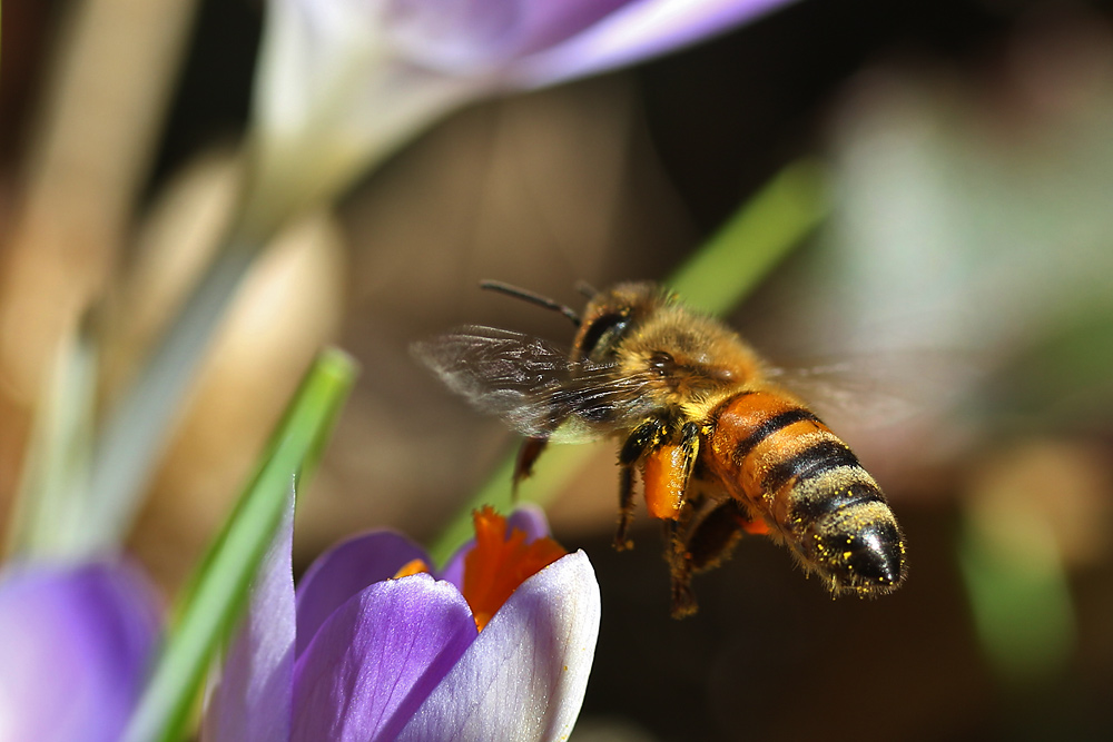 komm mit ins Abenteuerland... Foto & Bild | tiere, wildlife, insekten ...