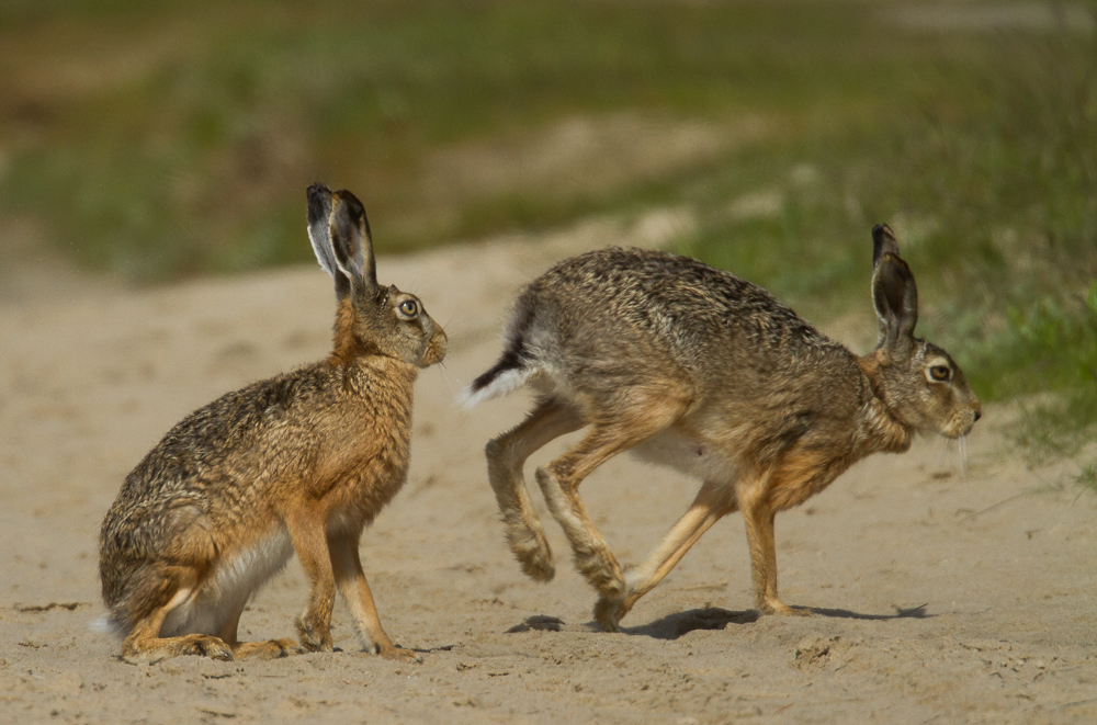 Komm mit , mein Hase