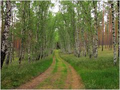 komm mit mir in den Birkenwald