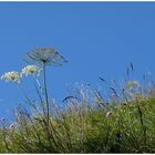 Komm mit! Nr. 12 Bergblumen