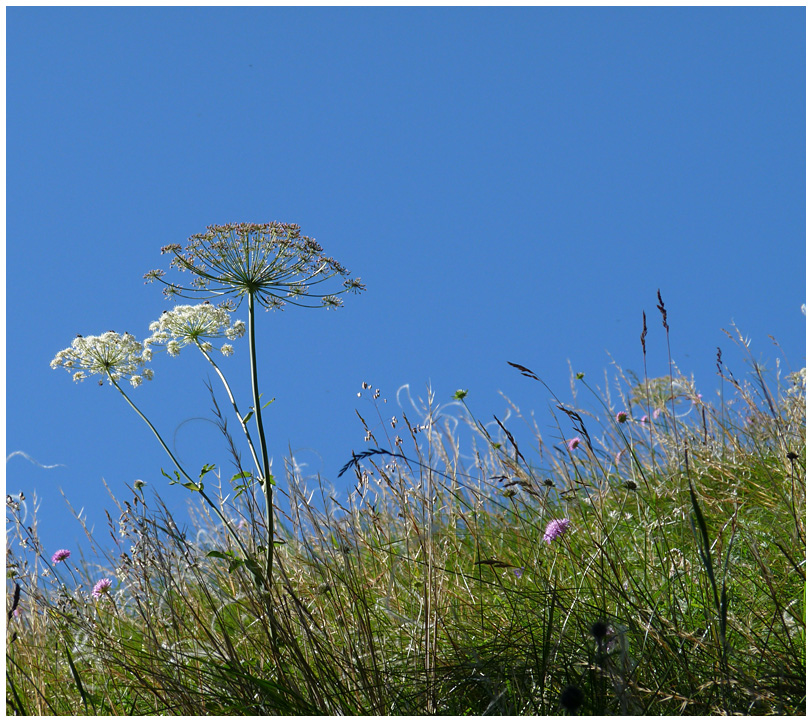 Komm mit! Nr. 12 Bergblumen