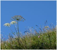 Komm mit! Nr. 12 Bergblumen