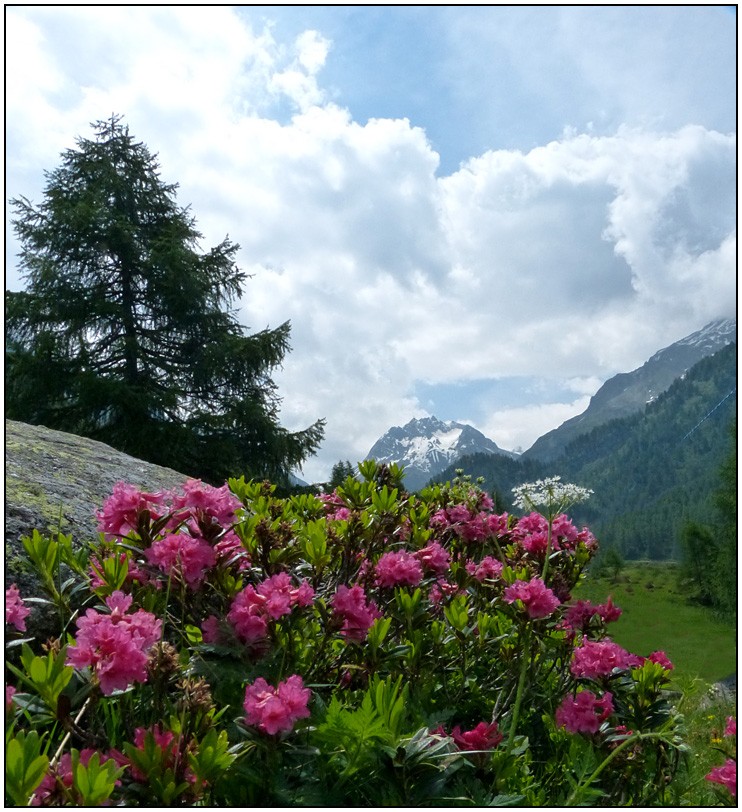 Komm mit! Nr. 27 Bergfrühling