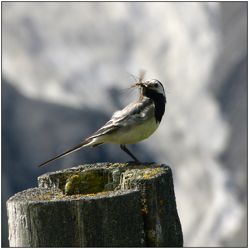 Komm mit! Nr. 34 Berner Oberland