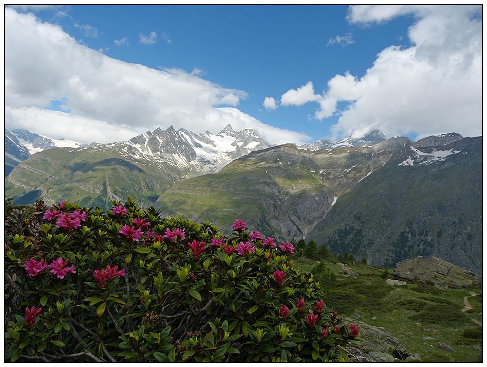 Komm mit! Nr. 41 Alpenflora