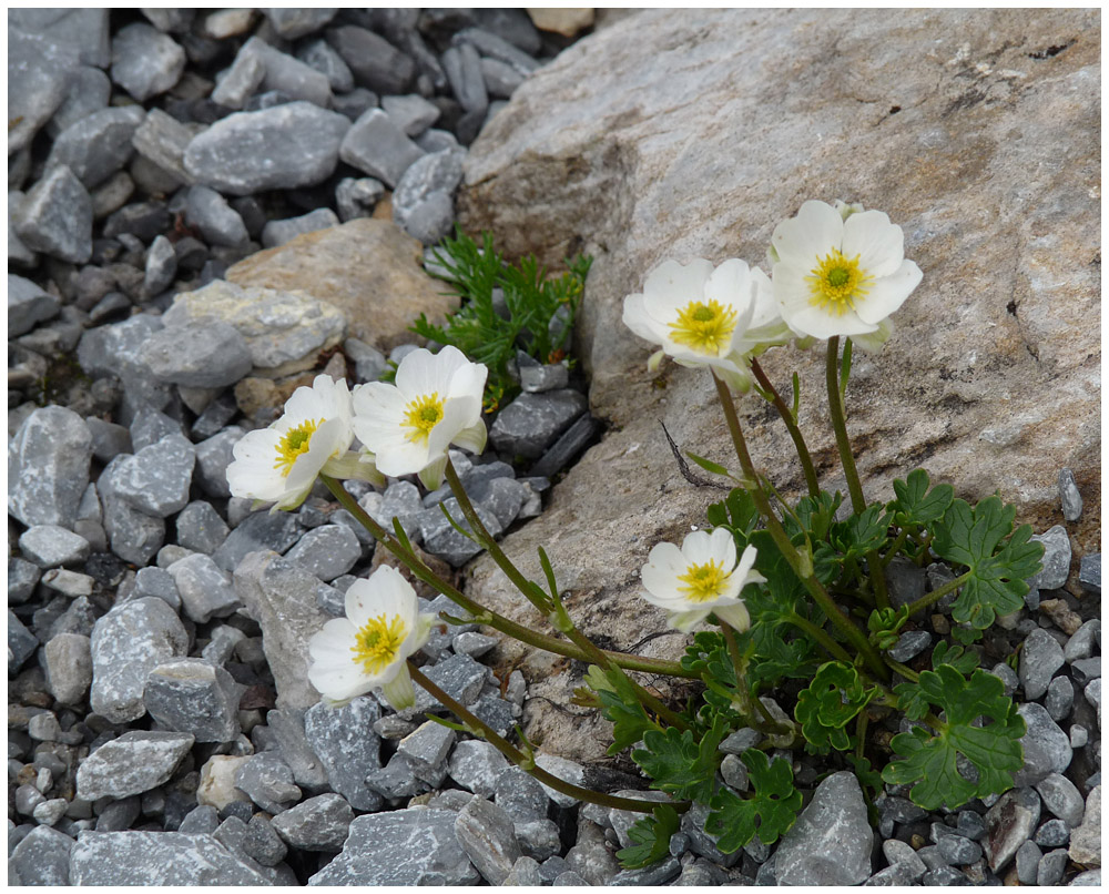 Komm mit! Nr. 9a Alpenflora