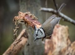 "KOMM NICHT NÄHER - ODER ICH SPRINGE"