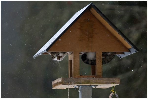 Komm, putt, putt, putt