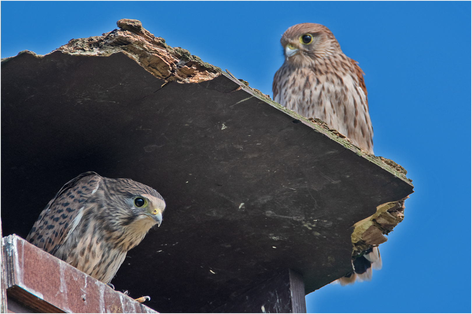 "Komm raus, du Feigling, hier ist die Luft besser!" - Aus dem Leben der Jungfalken (13) . . .