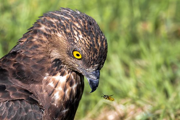 Komm´ ruhig näher...