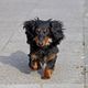 Hunde