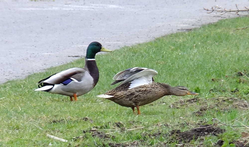 "Komm, schnell weg hier...."