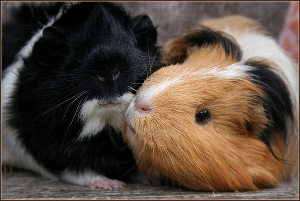 komm schon, gib mir ein bussi!