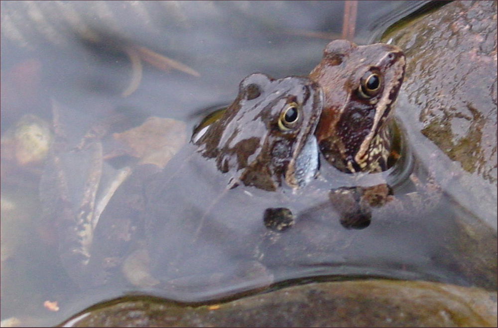 ... komm schon ... ... sei kein Frosch ...