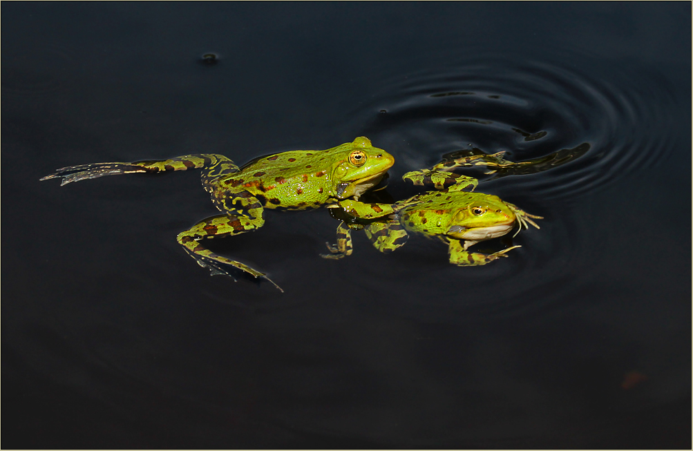 Komm´, sei kein Frosch!