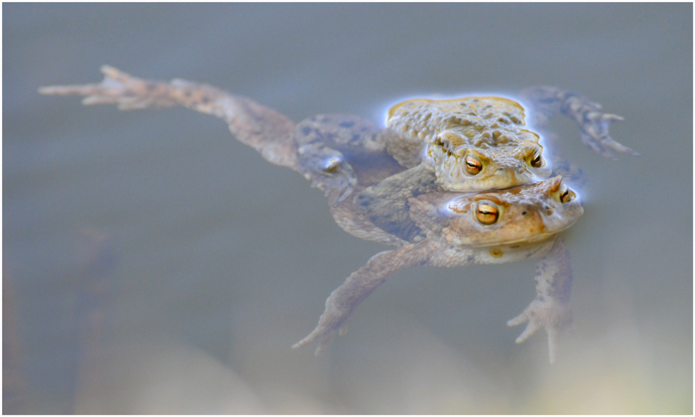 Komm, sei kein Frosch