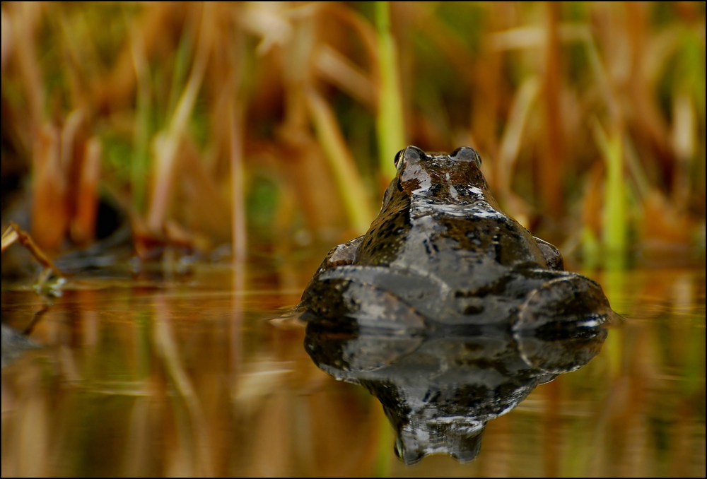 Komm, sei kein Frosch