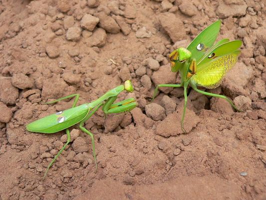 komm steh auf und verteidige dich