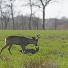 Komm steh schon auf, wir können doch schon mal für die Brunft im Sommer üben