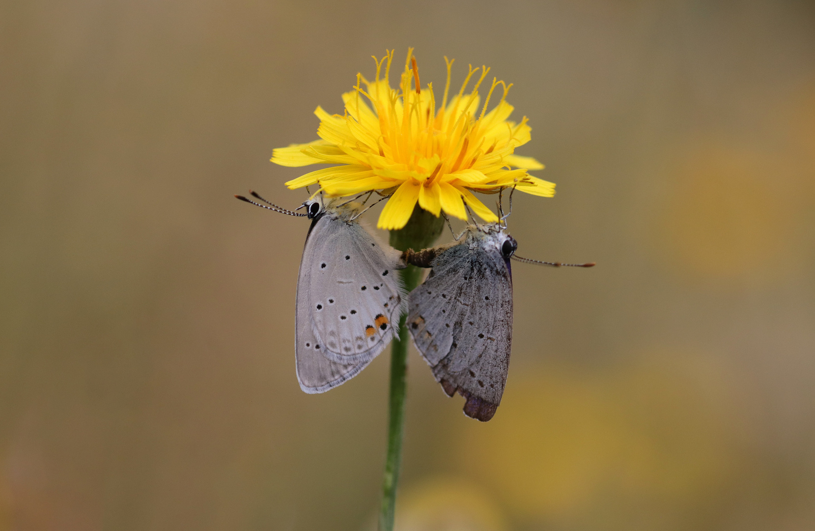 Komm unter meine Blüte...