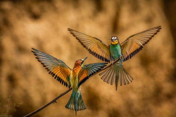 Komm unter meine Fittiche…