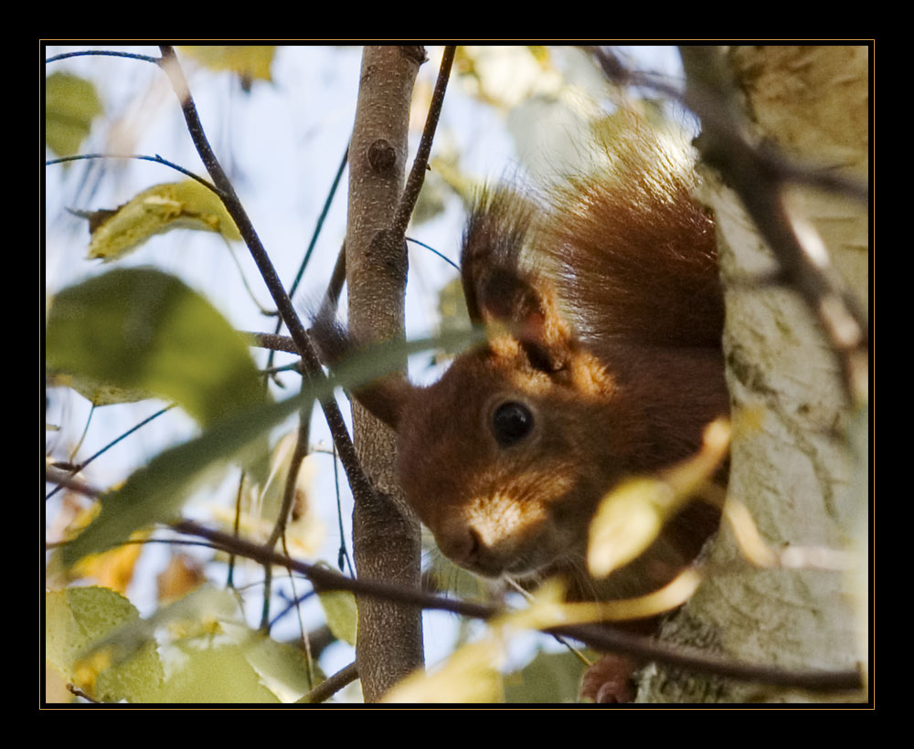 Komm verstecken spielen...