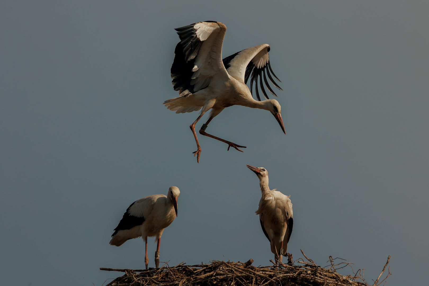 ...komm wieder ins Nest