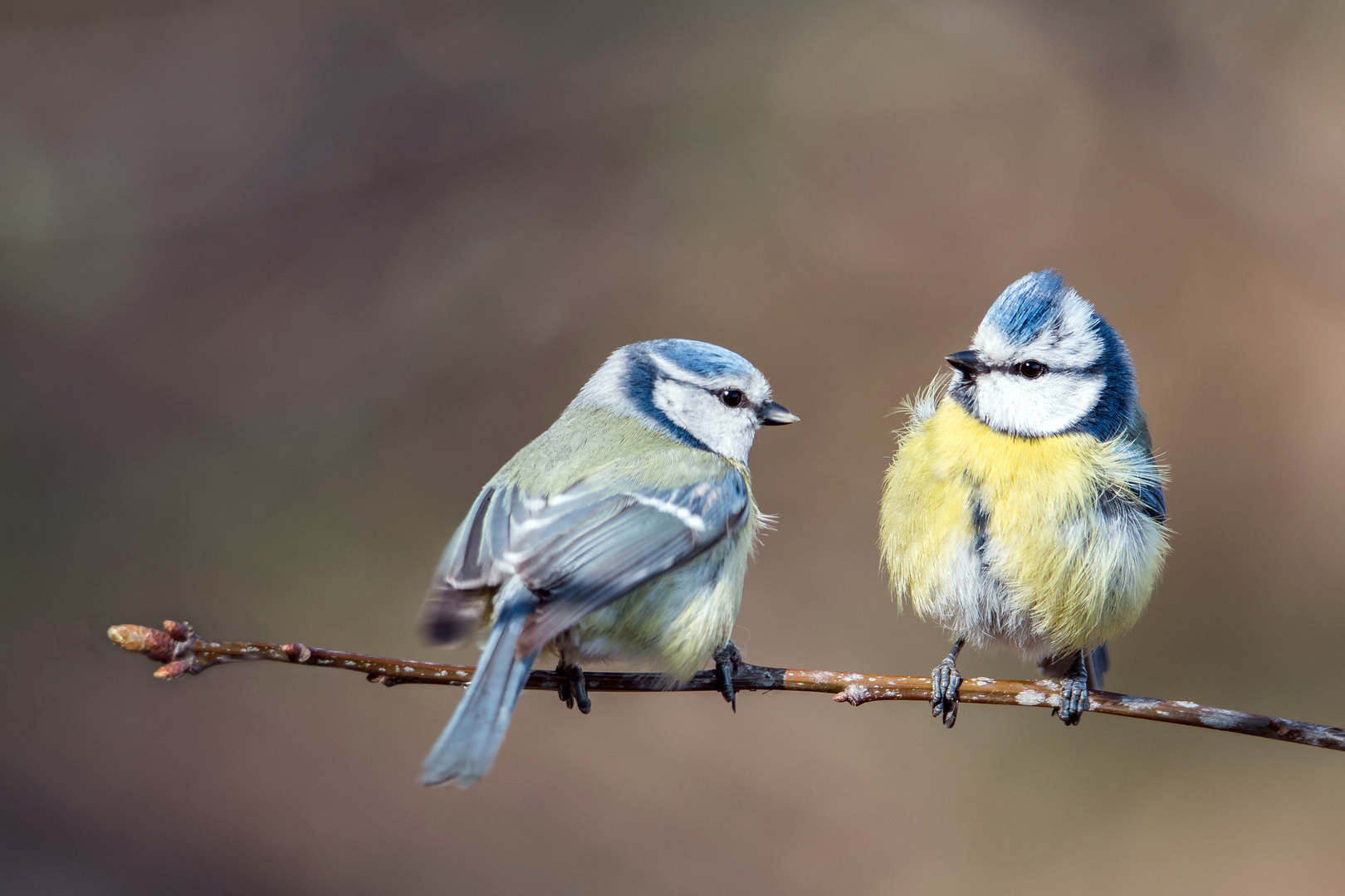 Komm wir bauen ein Nest.